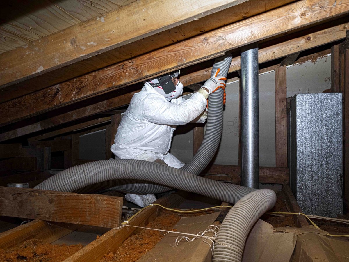 Technician vacuuming out rodent-contaminated attic insulation