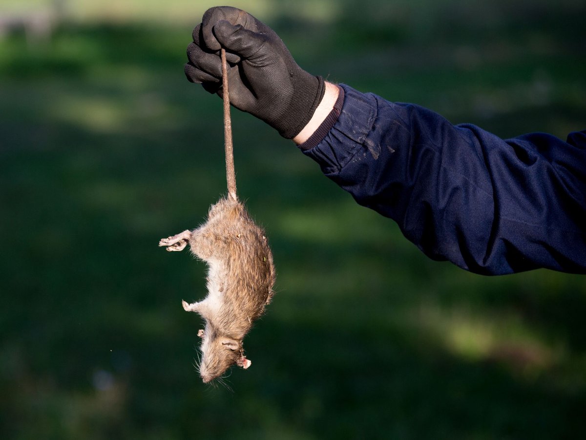 Technician responding to an emergency rodent call