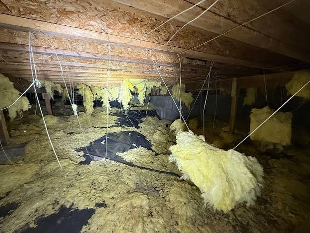 Rodent-damaged attic insulation found during an inspection
