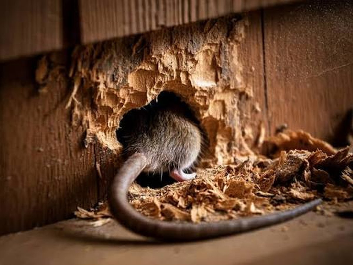 Rat gnawing through a wood entry point into a home