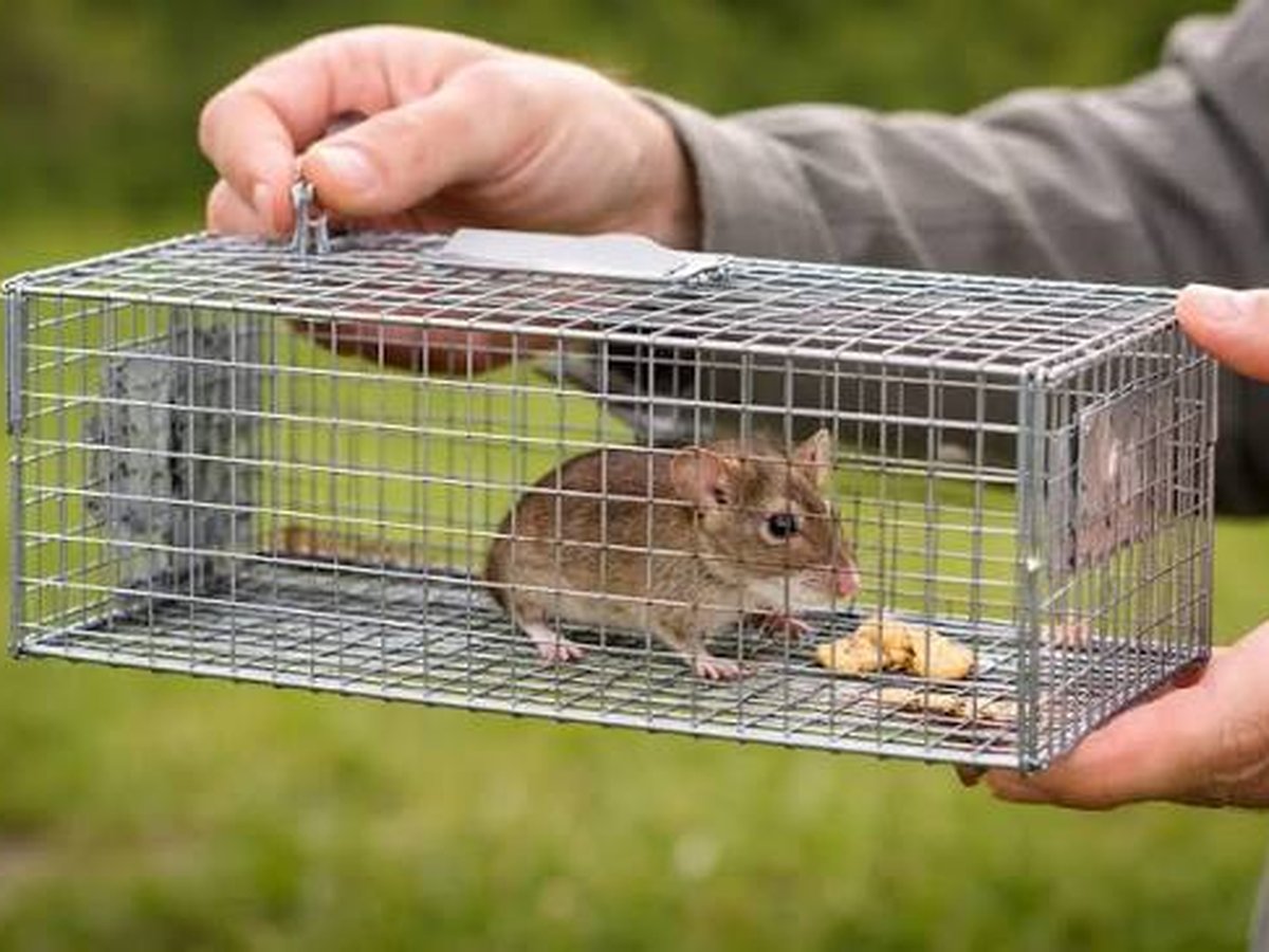 Humane live trap set to catch a mouse