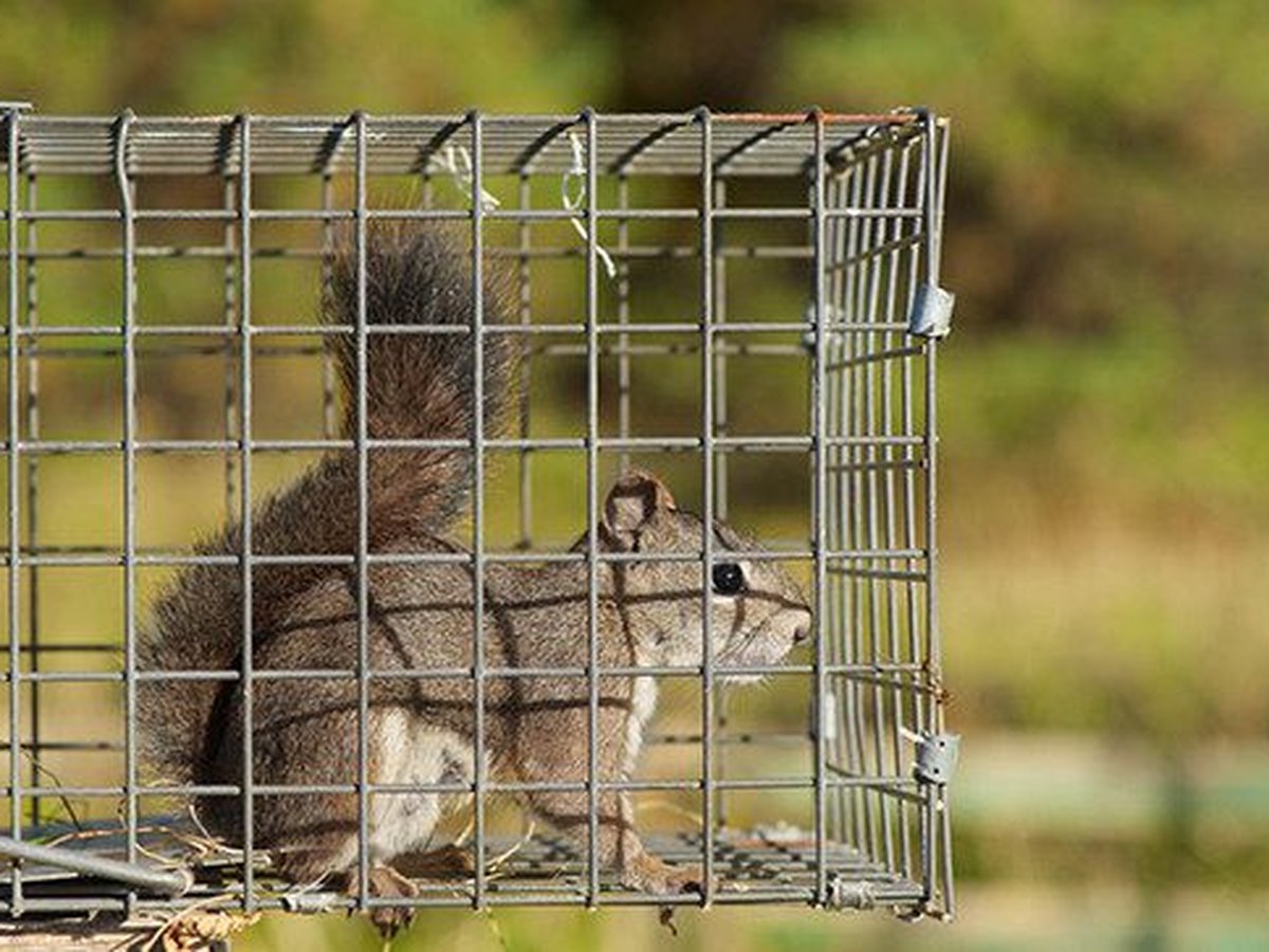 Squirrel caught in a cage trap during a removal service